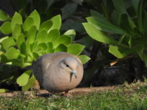 doves are humble and accepting